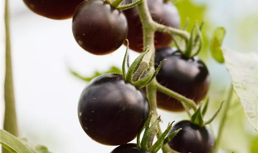 Solanum lycopersicum var. cerasiforme 'Midnight Snack'