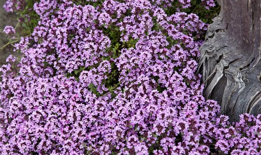 Thymus cherlerioides