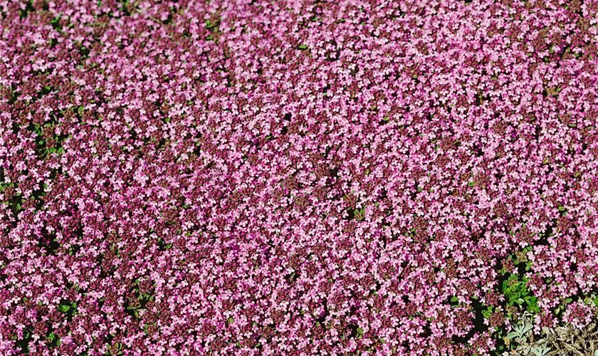 Thymus serpyllum 'Magic Carpet'