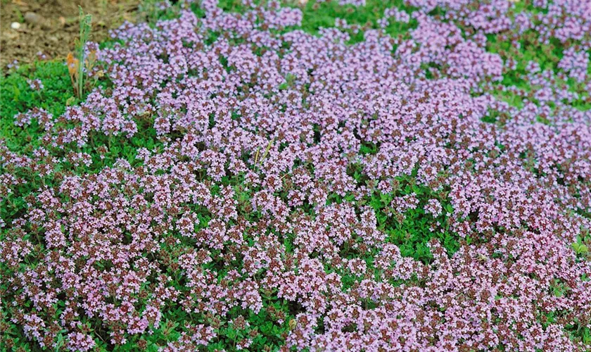 Thymus serpyllum 'August Moon'