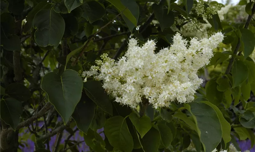 Syringa reticulata 'Ivory Silk'