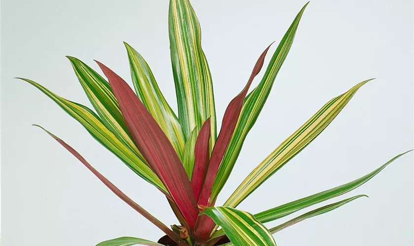 Tradescantia spathacea 'Bicolor'