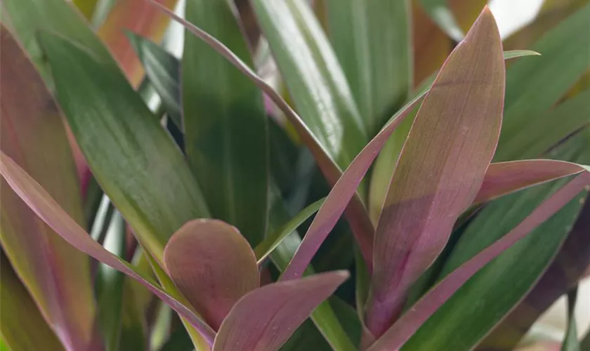 Tradescantia spathacea 'Sitara'