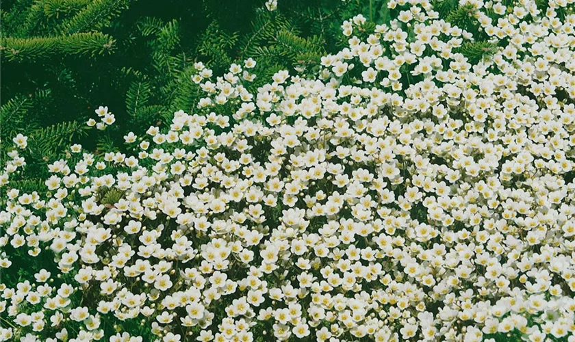 Saxifraga x arendsii 'Alba'