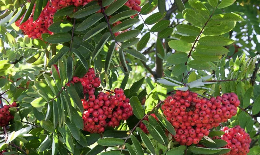 Sorbus aucuparia 'Rubinovaja'