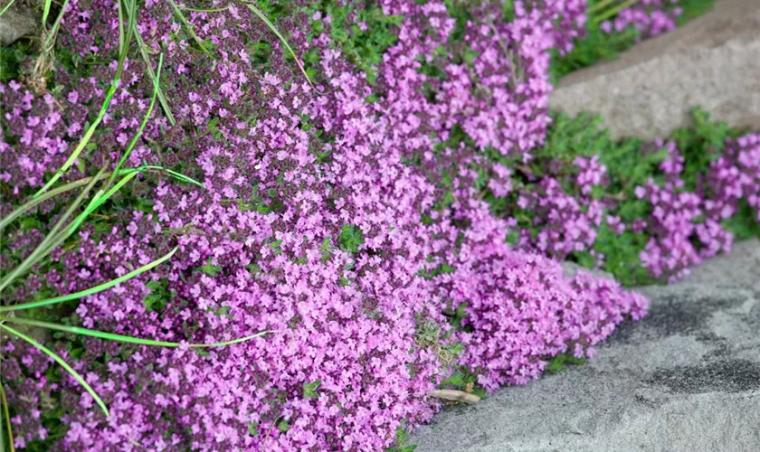 Thymus doerfleri 'Bressingham Pink'