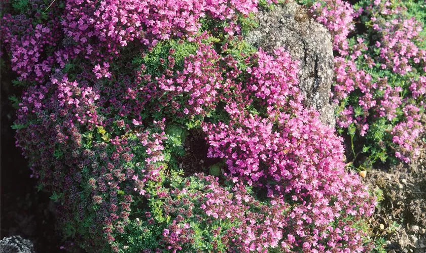 Thymus doerfleri 'Bressingham Seedling'