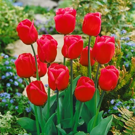 Tulpe 'Carola'