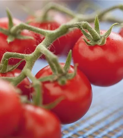 Die Tomate - Aroma, Schönheit und Genuss in eins