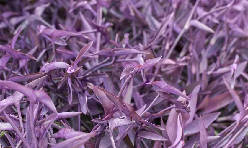 Tradescantia spathacea 'Purple Heart'