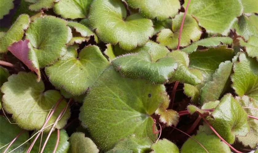 Saxifraga stolonifera