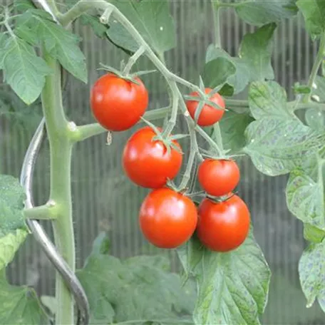 Solanum lycopersicum var. cerasiforme 'Picolino'