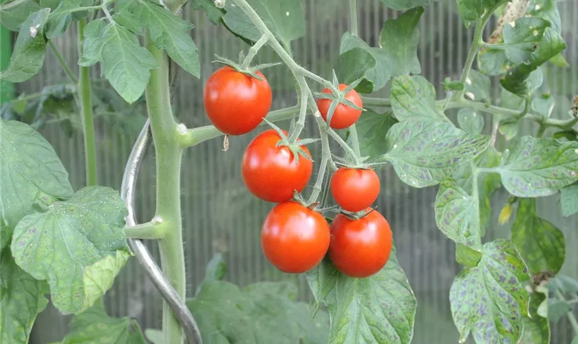 Tomate 'Picolino'