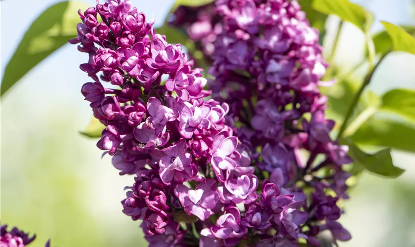 Syringa vulgaris 'Adelaide Dunbar'