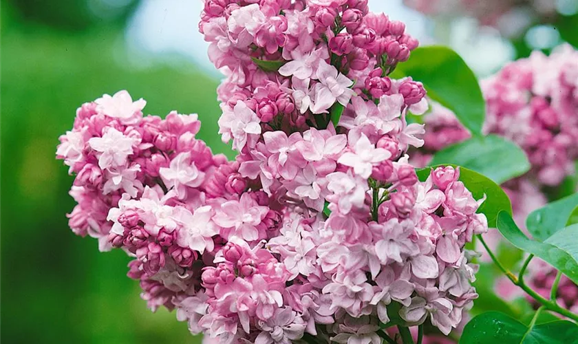 Syringa vulgaris 'Massena'