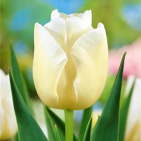 Tulpe 'Cheers'