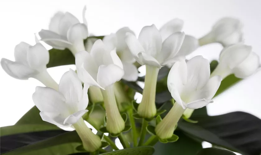 Stephanotis floribunda 'Elegance'