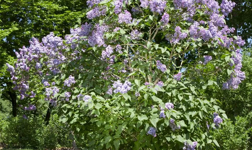 Syringa vulgaris 'Amethyst'