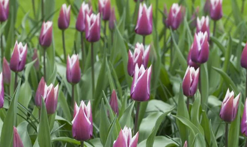 Tulipa 'Claudia'