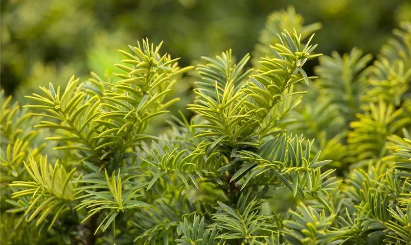 Taxus baccata 'Golden Tower'