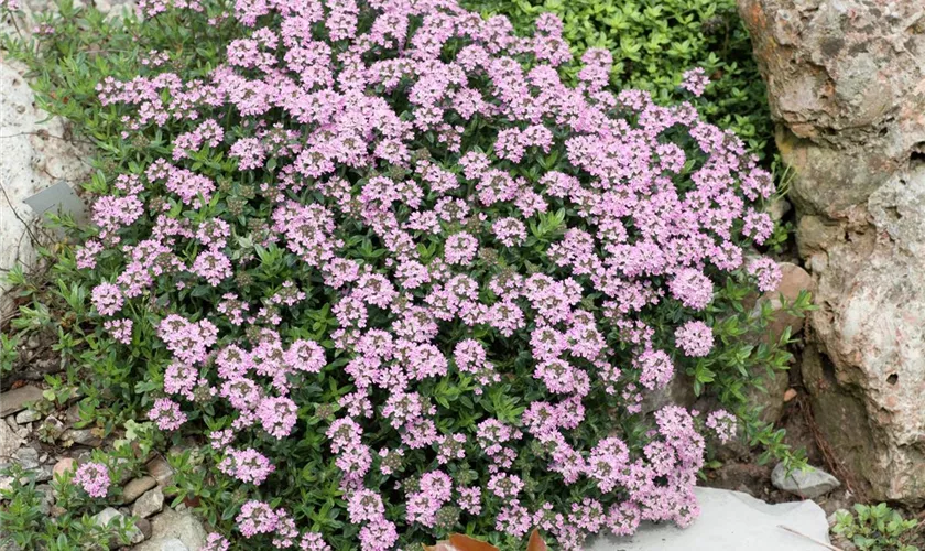 Thymus longicaulis 'Odoratus'