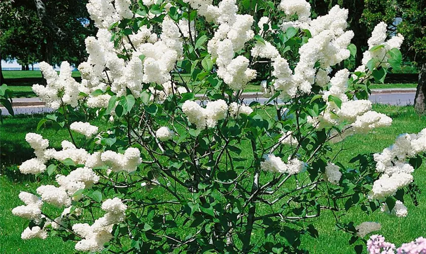 Syringa vulgaris 'Angel White'