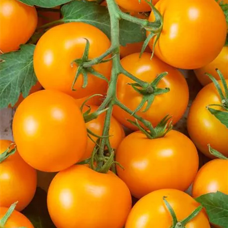 Solanum lycopersicum 'Balconi Yellow'