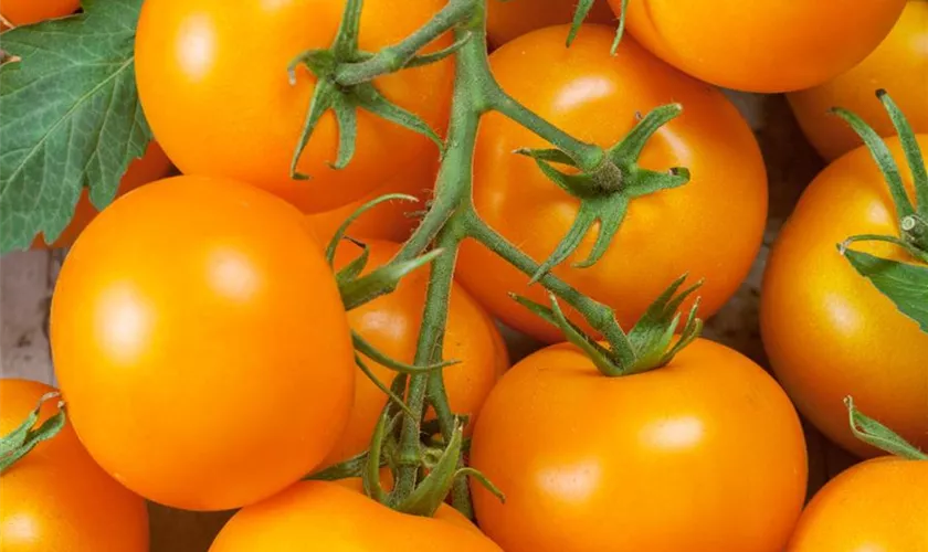 Tomate 'Balconi Yellow'