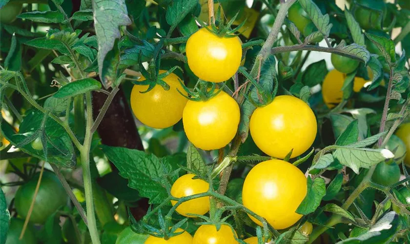 Tomate 'Weiße Mirabelle'