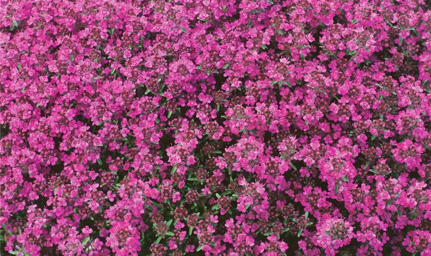 Thymus serpyllum 'Purple Beauty'