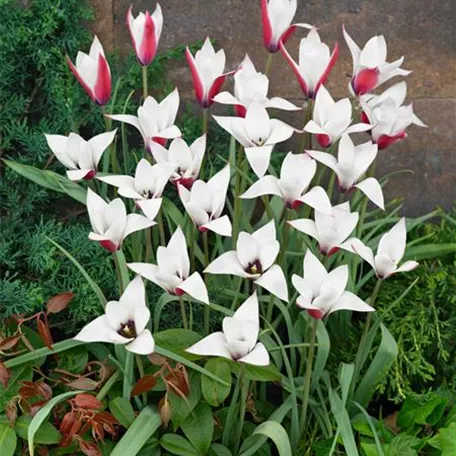 Tulipa clusiana 'Peppermintstick'