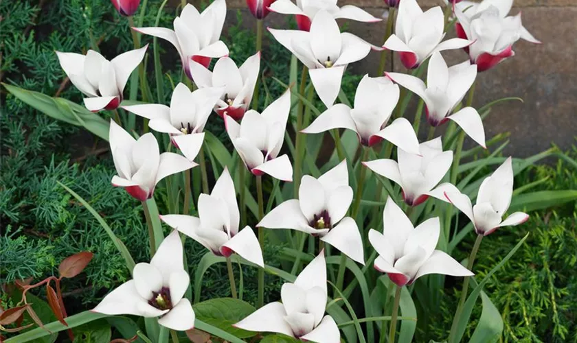 Wildtulpe 'Peppermintstick'