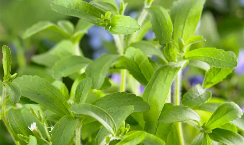 Stevia rebaudiana 'Sweet Honey'