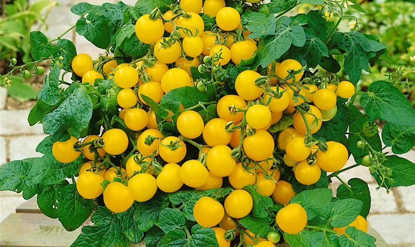 Solanum lycopersicum var. cerasiforme 'Yellow Canary'