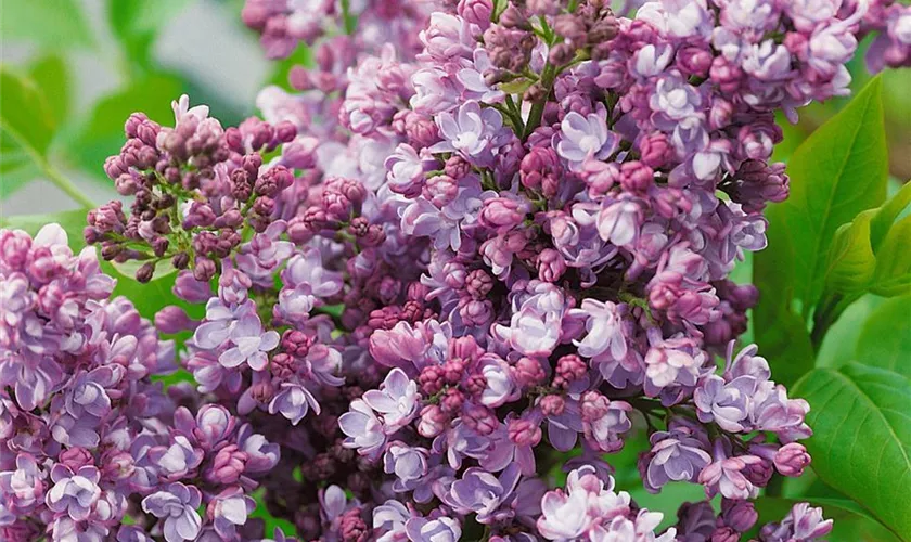 Syringa vulgaris 'Congo'