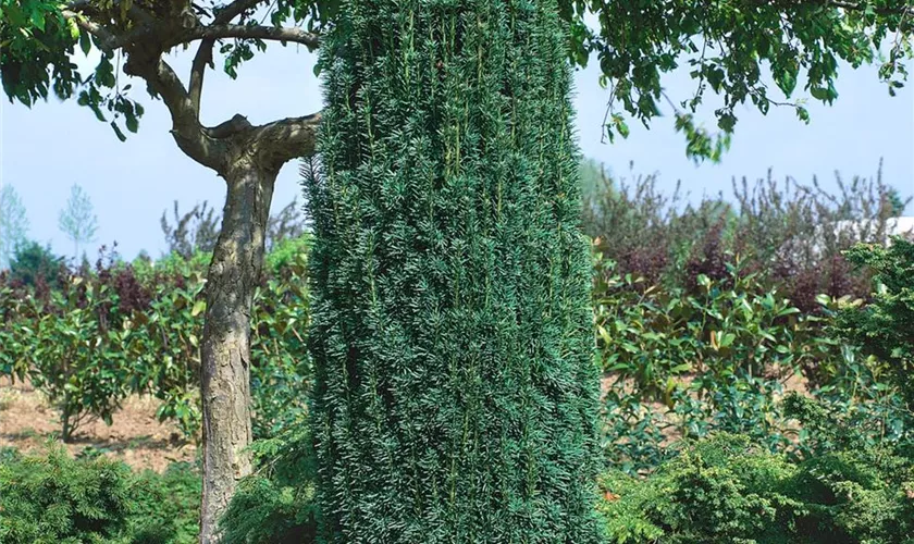 Taxus baccata 'Litfass'