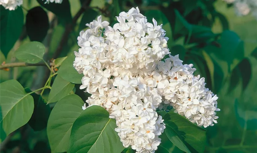 Syringa vulgaris 'Edith Cavell'