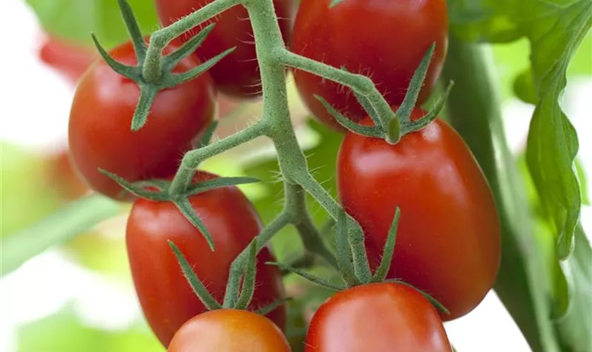 Tomate 'Ravello F1'