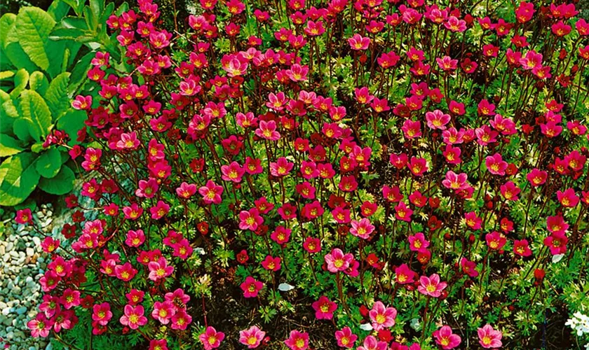 Saxifraga x arendsii 'Saxony Red'