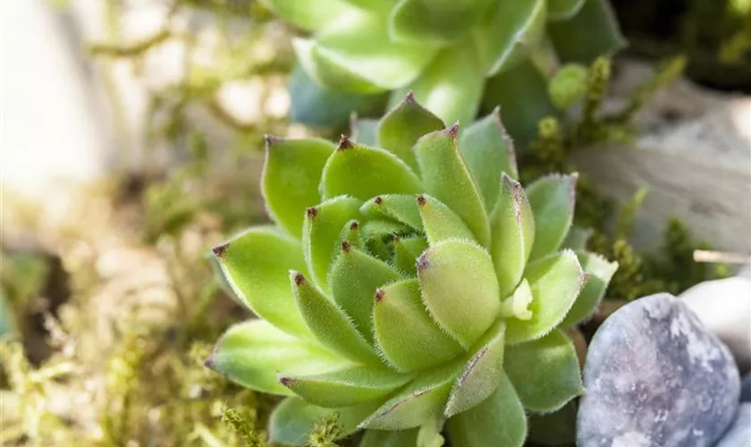 Sempervivum sobolifera