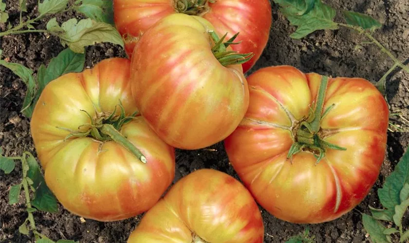 Solanum lycopersicum 'Virginia Sweet'