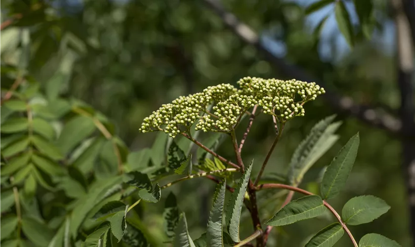 Sorbus decora