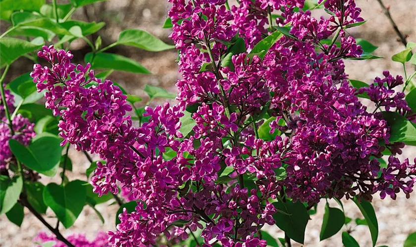 Syringa vulgaris, rot