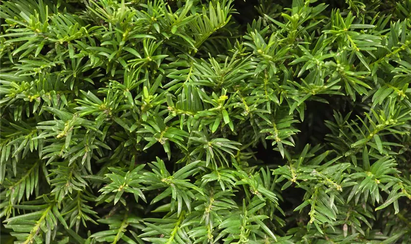 Taxus baccata 'Osterberg', Kugel