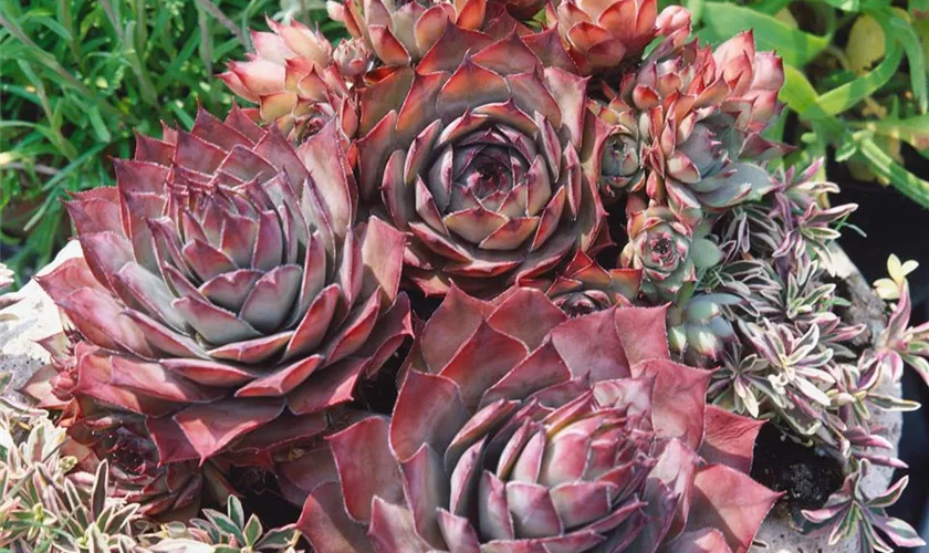 Sempervivum tectorum 'Purpureum'