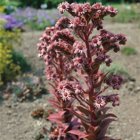 Garten-Dachwurz 'Atroviolaceum'