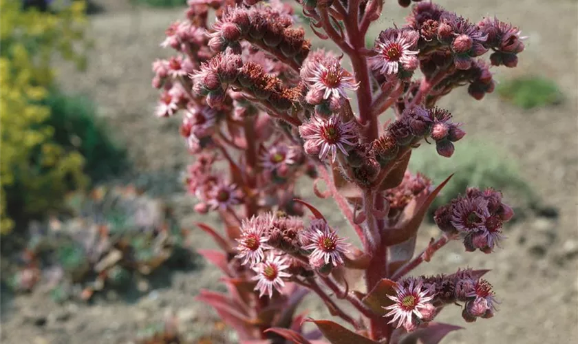 Sempervivum tectorum 'Atroviolaceum'