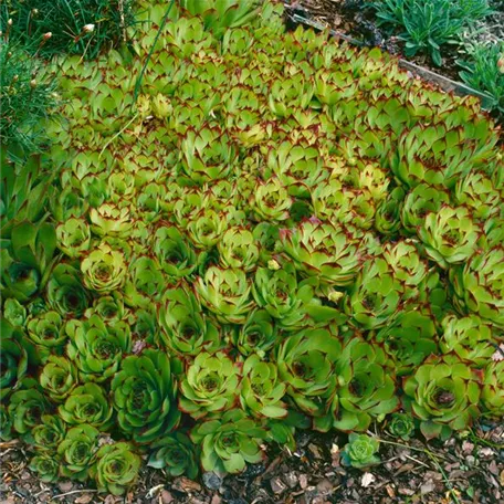 Garten-Dachwurz 'Metallicum Giganteum'