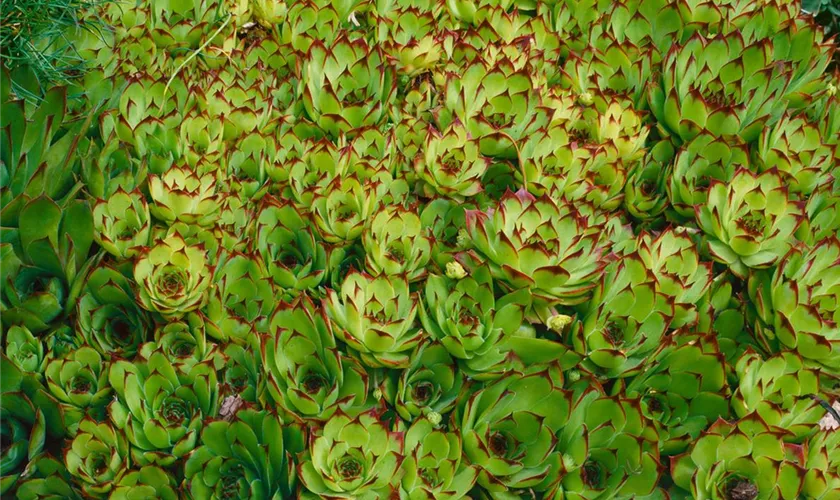 Sempervivum tectorum 'Metallicum Giganteum'