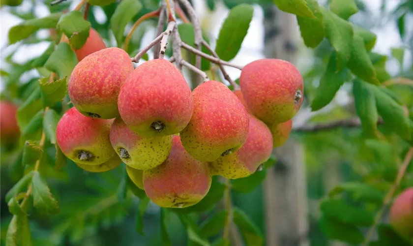 Sorbus domestica 'Sossenheimer Riese'